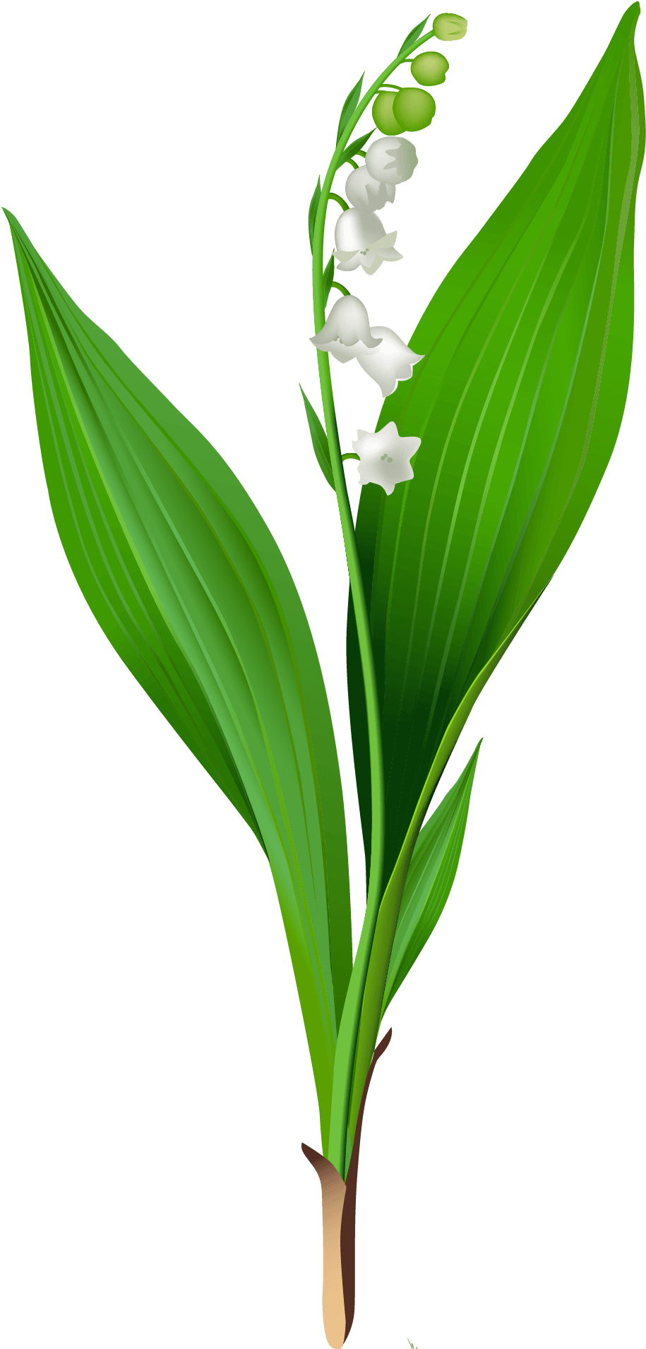 Gallery - Recent Updates - Lily Of The Valley Clipart (304x600), Png Download