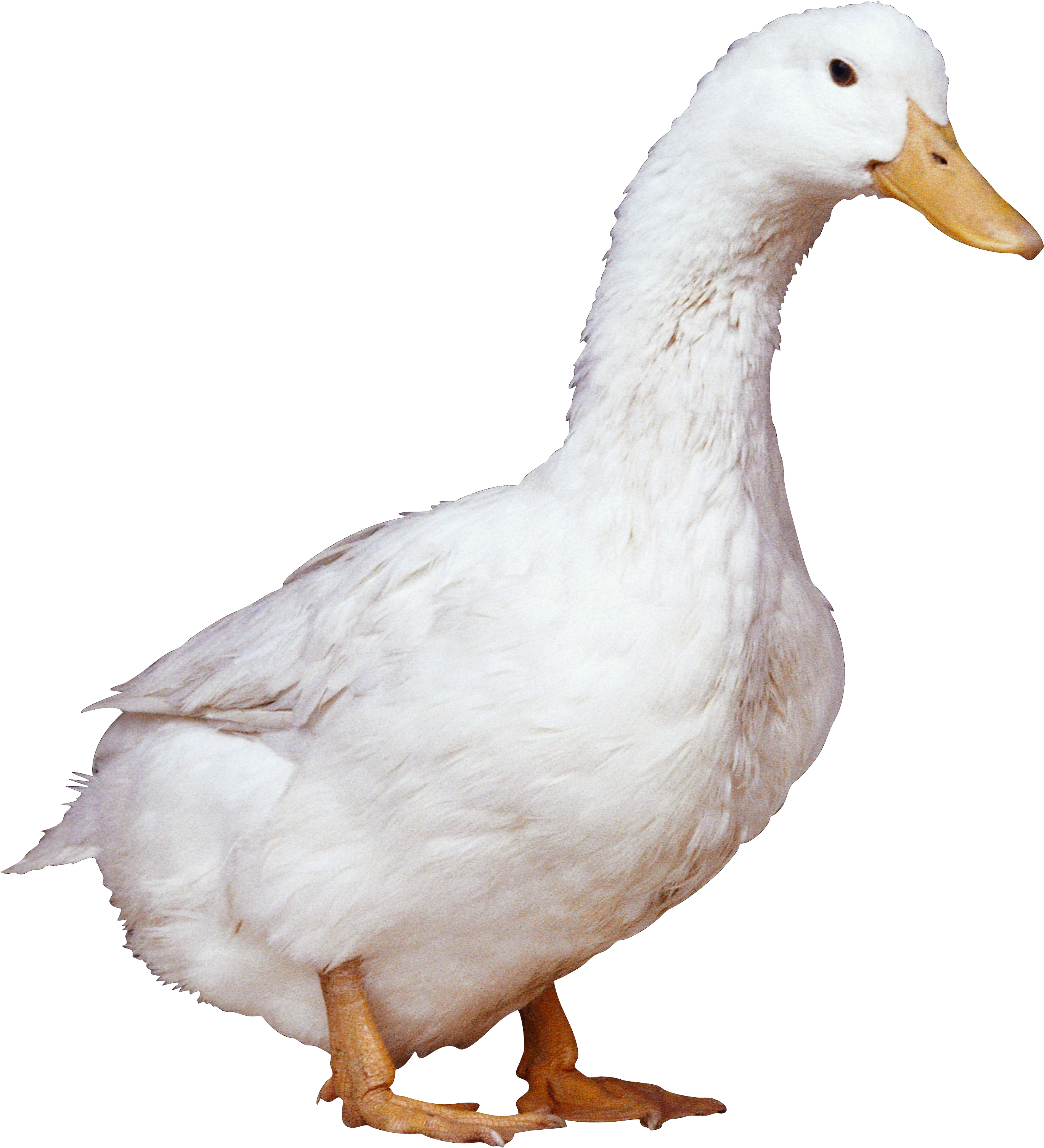 Duck Png (2738x3009), Png Download