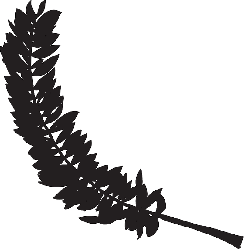 Mb Image/png - Feather Silhouette Transparent (800x815), Png Download