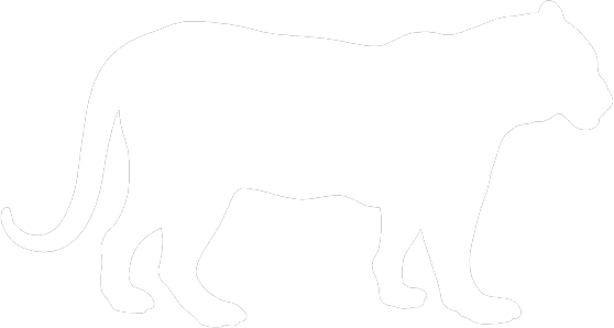 Tiger Stripes Black And White Png - Black And White Tiger Outline (558x298), Png Download