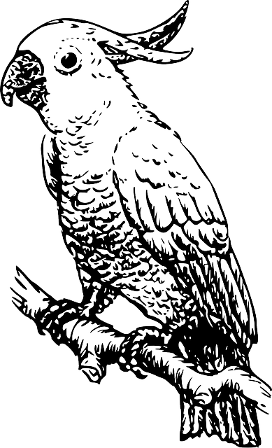 Drawing, Bird, Branch, Wings, Tail, Beak, Cockatoo - Cockatoo Clipart Black And White (389x640), Png Download