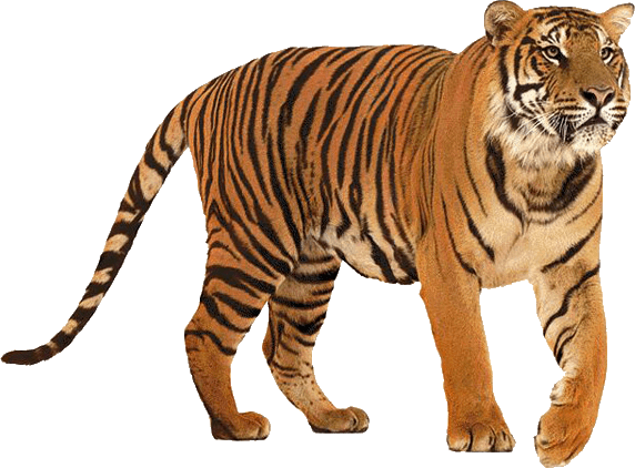 Standing Tiger Png Download Image - Tiger And Lion Comparison (572x422), Png Download