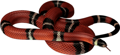 Red Black Snake - Coral Snake Clear Background (400x400), Png Download