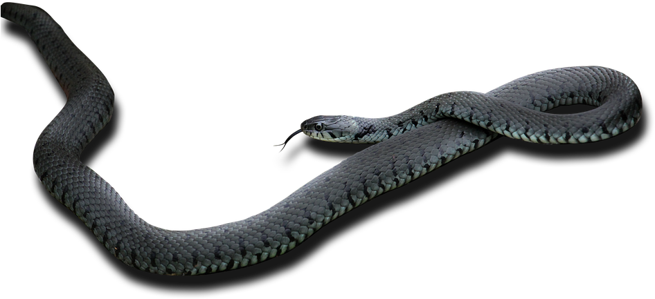 Black Mamba Png Pic - Black Mamba Snake Png (960x540), Png Download