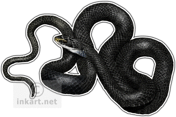 Svg Freeuse Download Wildlife Art Northern Snake Decal - Northern Black Racer Png (590x391), Png Download