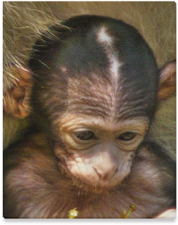 Sweet Baby Monkey Canvas Print - Cafepress Sweet Baby Monkey Cube Ottoman (500x500), Png Download