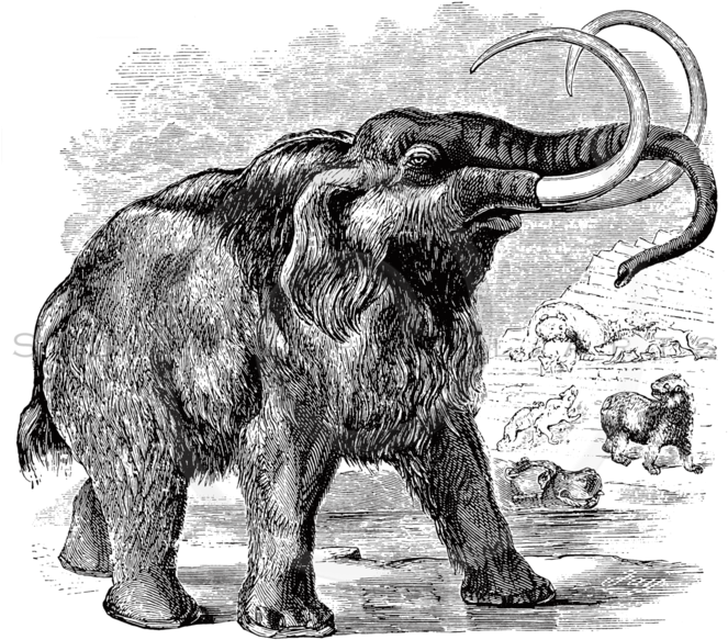 Mammoth Png (664x600), Png Download