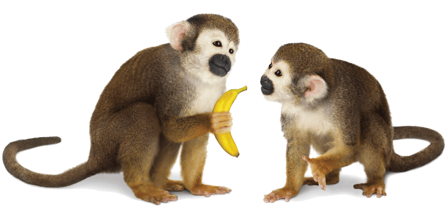 Telus Hand Me Down - Monkeys Png (912x451), Png Download