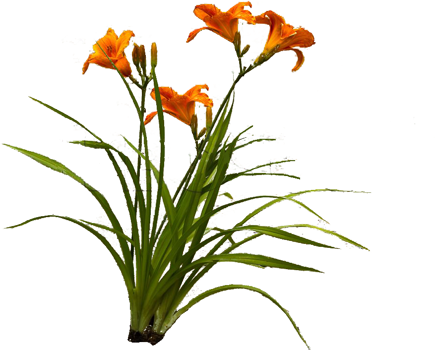 Visit - Orange Lily (1024x768), Png Download