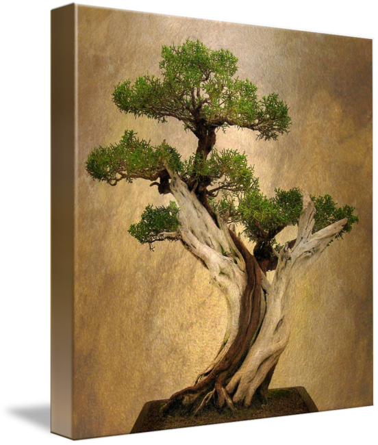 Picture Freeuse Stock Asian By Jessica Jenney - Canvas Print (552x650), Png Download