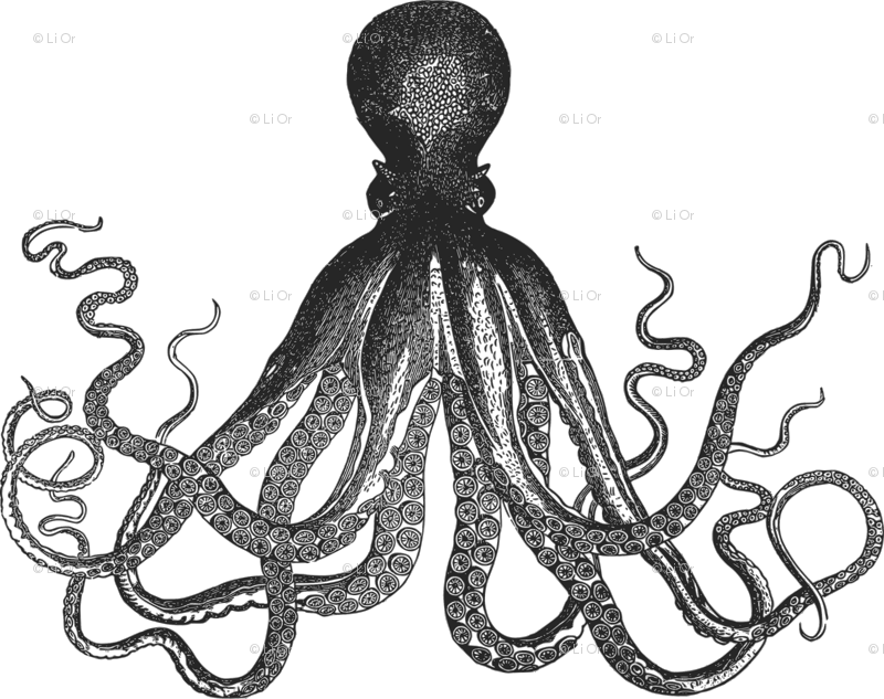 Image Transparent Oranges Clipart Octopus - Kraken Black And White (800x633), Png Download