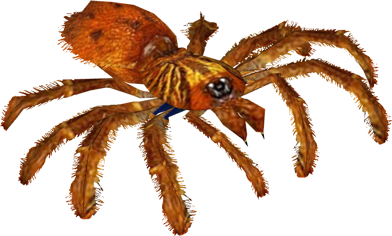Orange Baboon Tarantula - Tarantula (785x785), Png Download