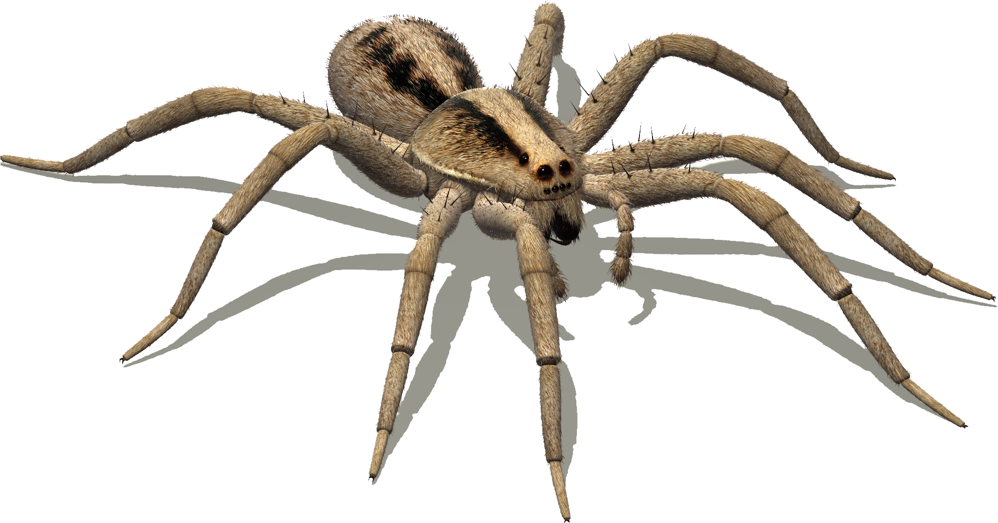 Wolf Spider Png (2000x1500), Png Download