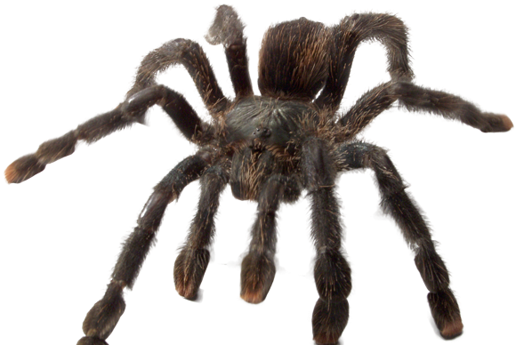 'ye Olde Arachnarium' - Spider (960x400), Png Download
