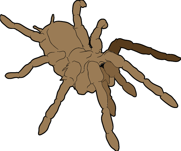 Small - Chaveiro Do Tarantula (600x502), Png Download