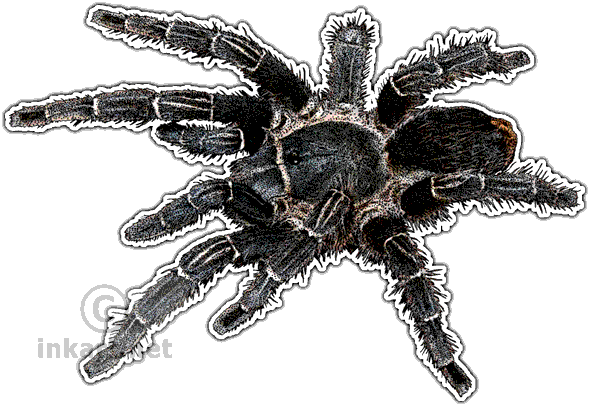 Costa Rican Zebra Tarantula Art Decal - Tarantulas Of The World Greeting Card (590x406), Png Download
