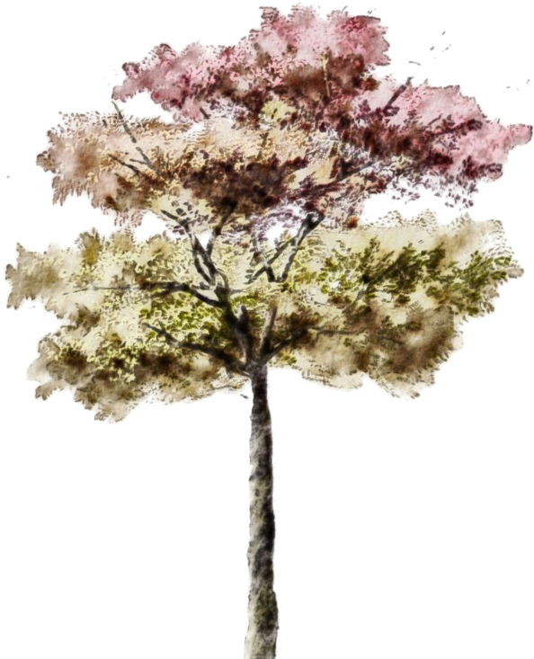This Is A Test On Posting From Email - Architecture Rendering Photoshop Trees (600x748), Png Download