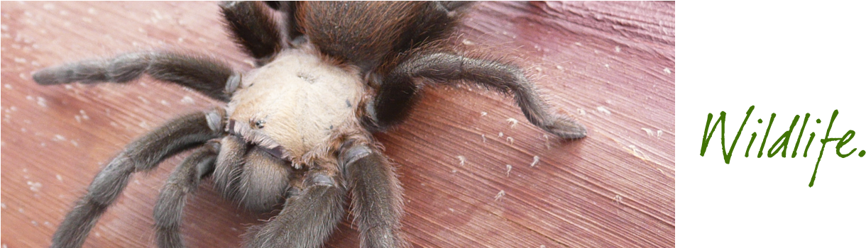 Friends Of Wildlife Refuge - Wildlife Refuge (1250x349), Png Download