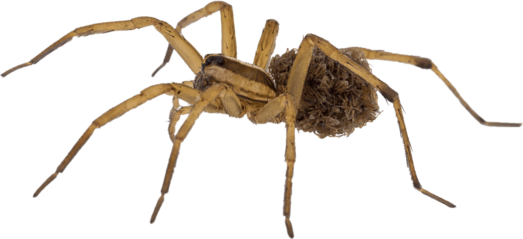 So Unless You Have The Proper Products, The Proper - Common Spiders In Uae (1260x999), Png Download