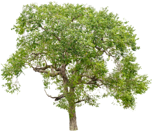 Isolated Trees On White Background, Trees, Isolated, - Tree (360x360), Png Download