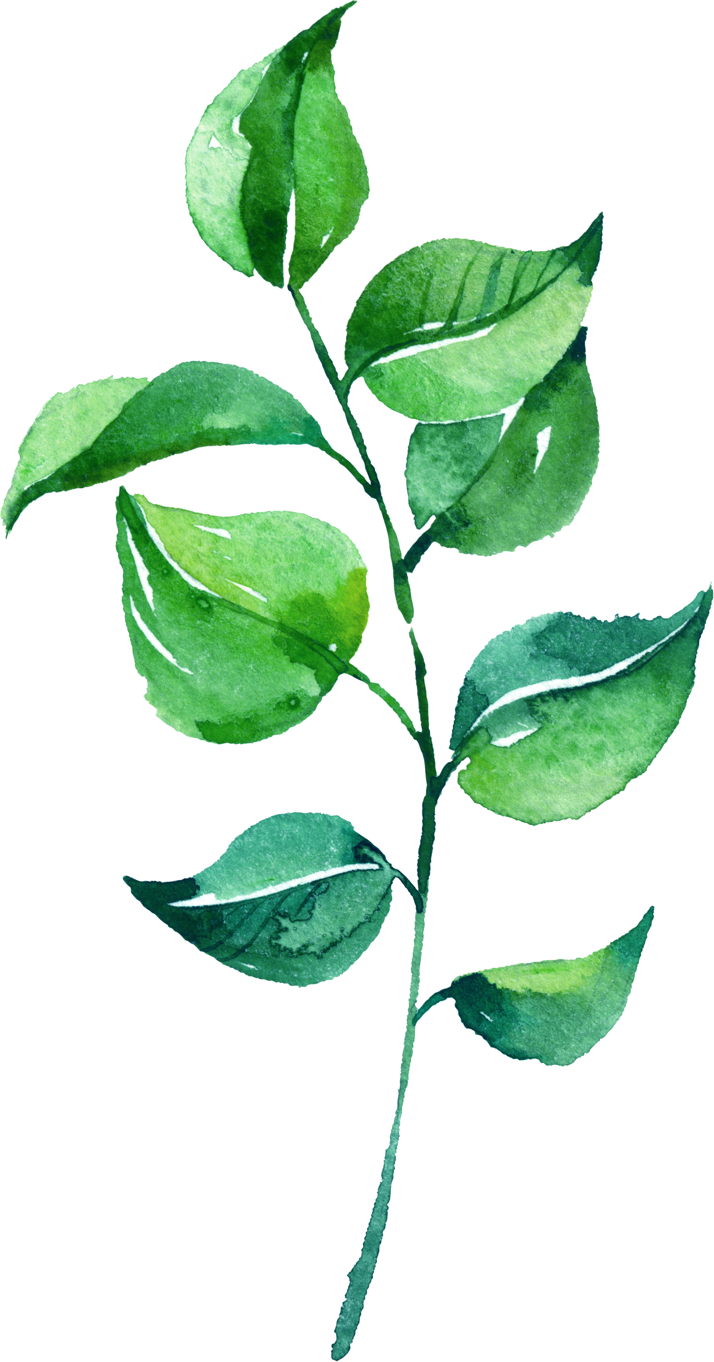 0℃素材19 - Watercolor Leaves Leaves Png (1451x2765), Png Download