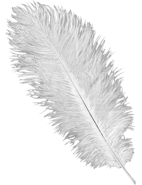 Ostrich Feathers Png - Ostrich Feather Png (599x599), Png Download