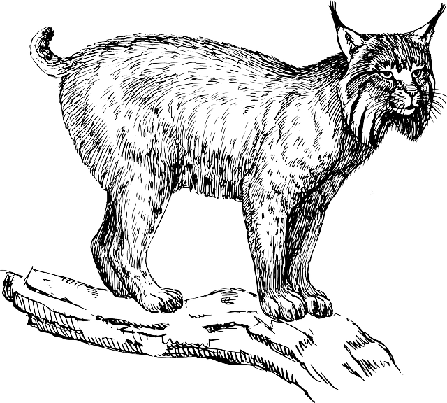 Lynx, Wildcat, Animal, Biology, Mammal, Zoology - Lynx Clipart (640x576), Png Download