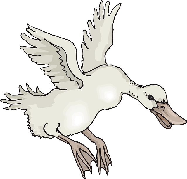 White, Bird, Duck, Wings, Animal, Landing, Feathers - Animals With Feather Clipart Black And White (640x615), Png Download