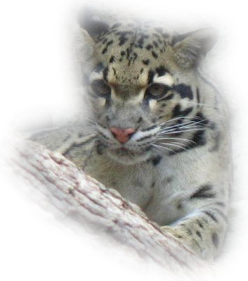 Young-wildcat - Young Wildcat 5'x7'area Rug (354x400), Png Download