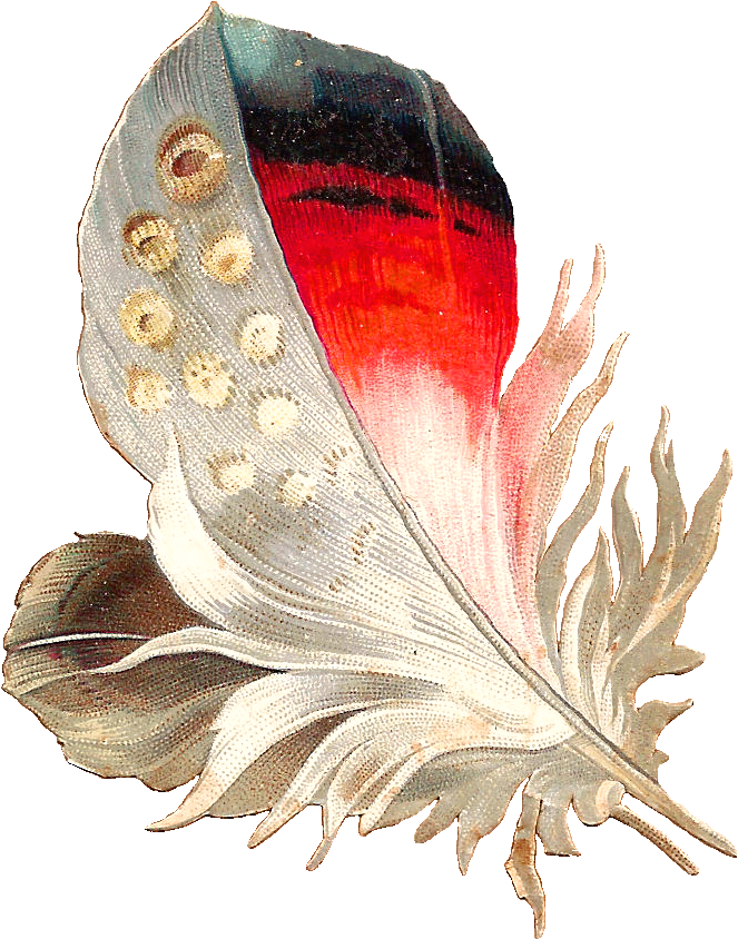 Black And White Bird Feathers Clipart - White Red Feather Png (925x1015), Png Download