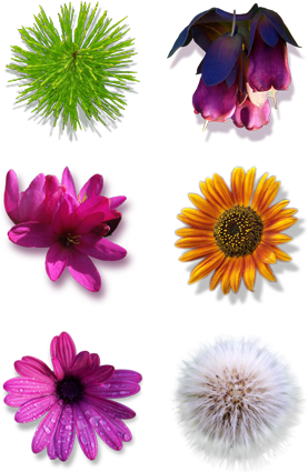 Search - Flower Icons (296x444), Png Download