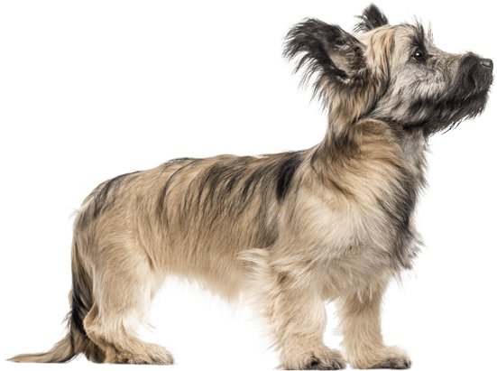 Appearance Of Skye Terrier - Skye Terrier (567x489), Png Download