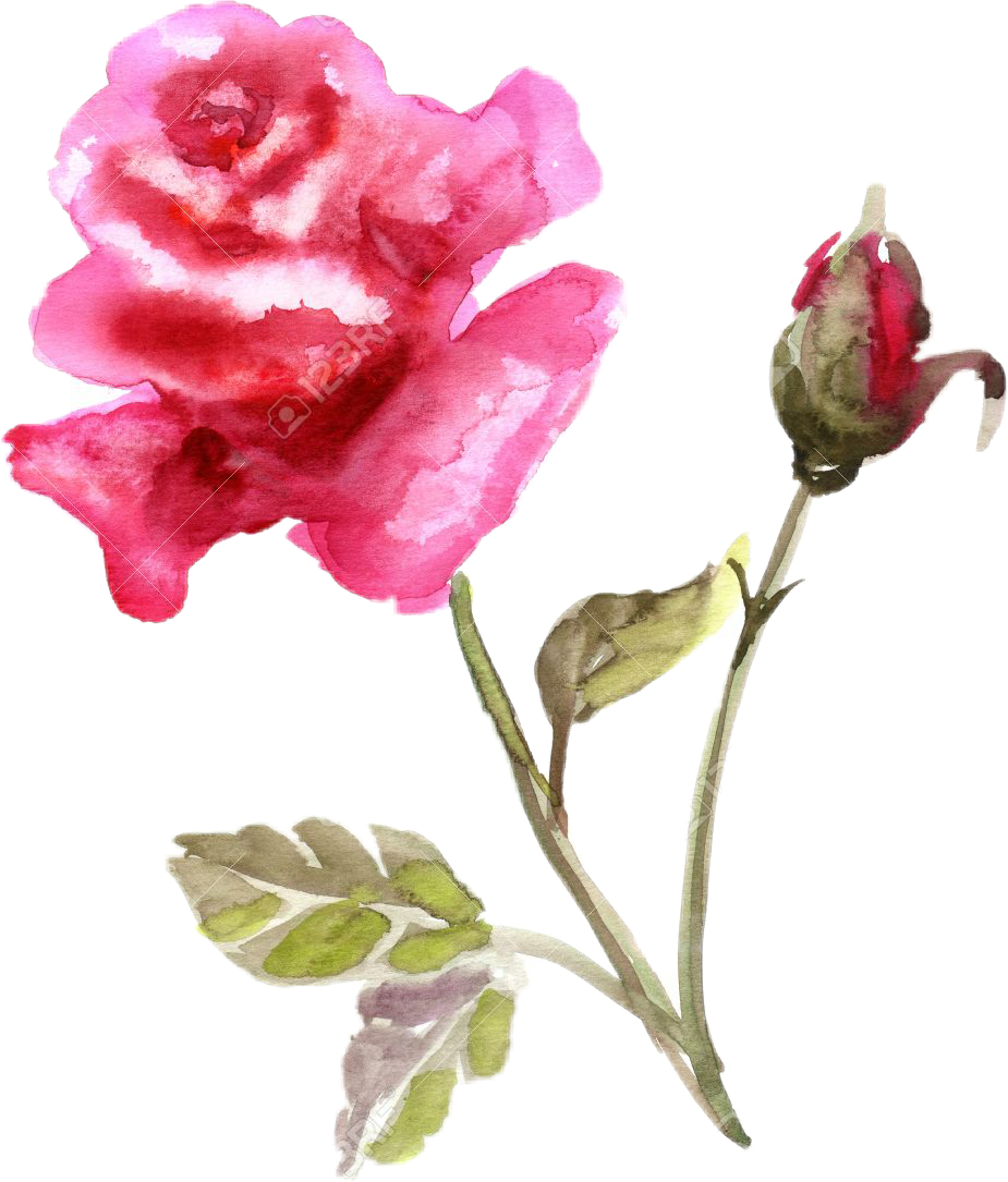 Rose (925x1085), Png Download