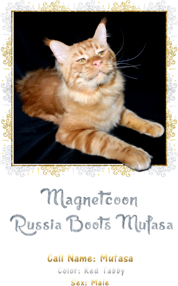 Mufasa - Maine (1200x1000), Png Download