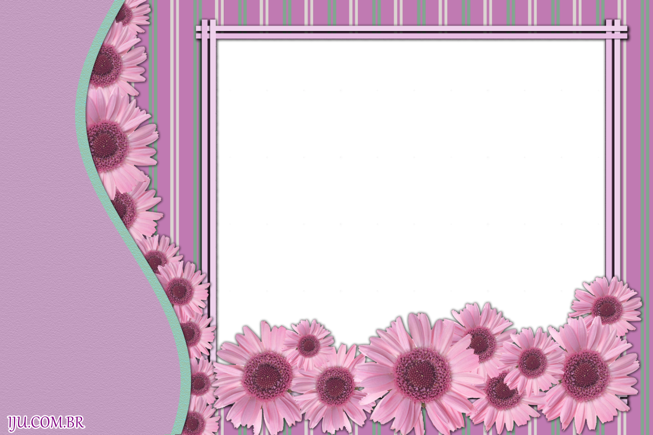 African Daisy (1305x870), Png Download