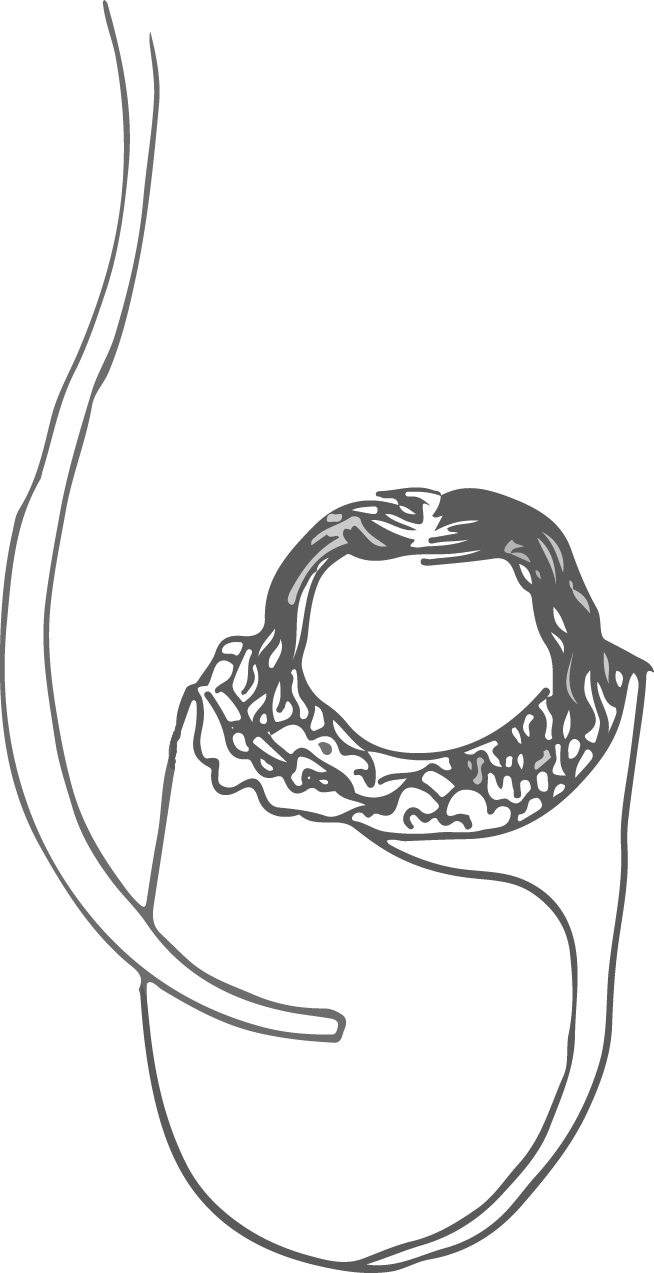 I Originally Didn't Want To Draw And Just Use Photo - Infant (654x1273), Png Download