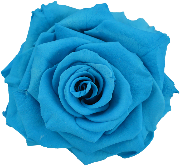 Preserved Rose Light Blue - Light Blue Flower Png (738x738), Png Download