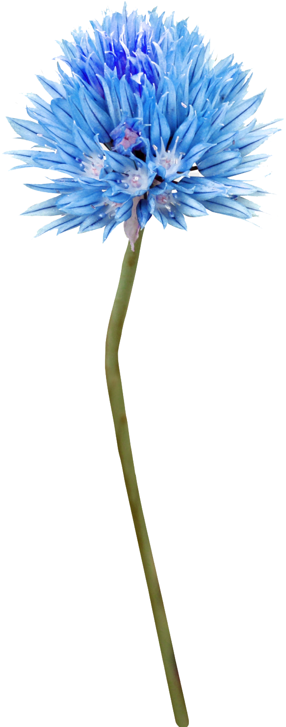 Transparent Blue Thistle Png (900x1500), Png Download