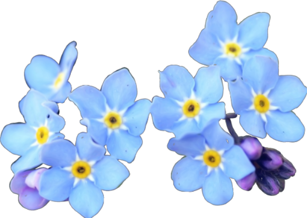 Flowers Sticker - Forget-me-not Blossom (616x438), Png Download