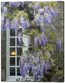 Fenster Mit Blauregen - Blauregen Pflanze (400x400), Png Download