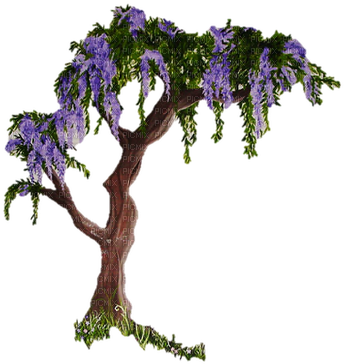 Glycine - Wisteria Tree Drawing (365x400), Png Download