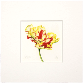 Peruvian Lily (480x480), Png Download