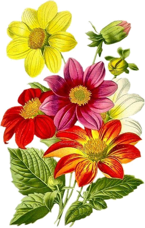 Tole Painting, Pretty Flowers, Art Flowers, Watercolor - กลอน อวยพร อวยพร วัน เกิด (489x768), Png Download