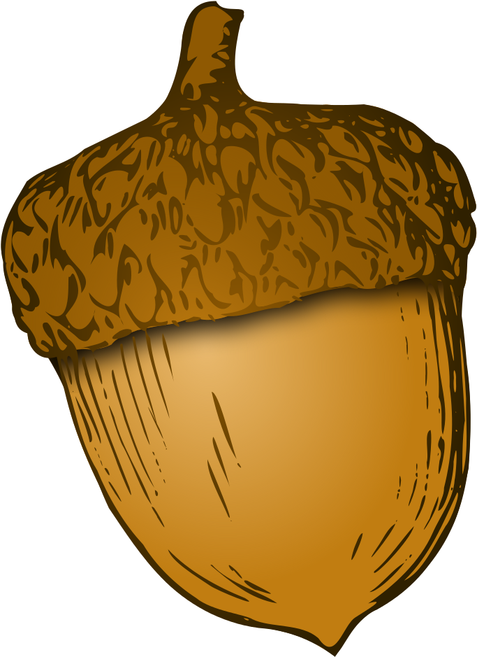 Wikivoc Acorn - Acorn Png (785x1024), Png Download