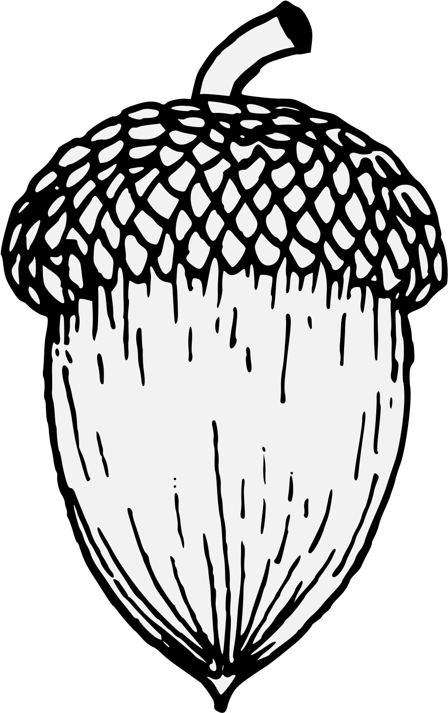 Acorn - Acorn Drawing (937x1471), Png Download