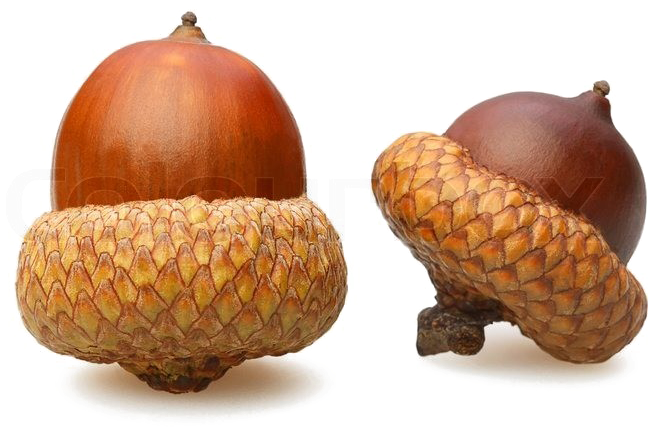 Acorn Png Download Image - Acorns With White Background (800x533), Png Download