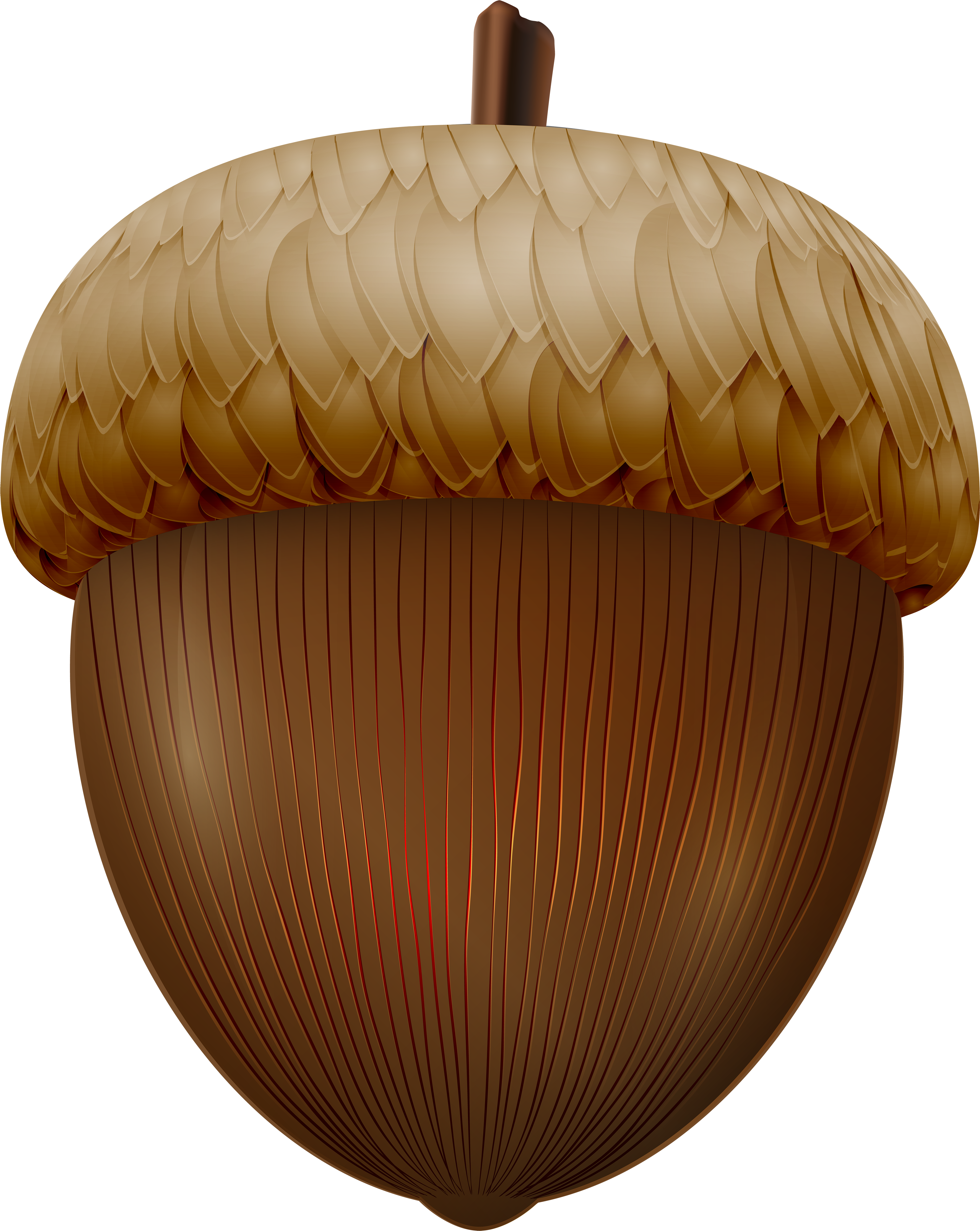 Acorn Png (4823x6000), Png Download