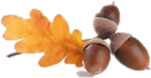 Acorn Png Fruit - Acorns (600x399), Png Download