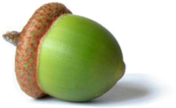 Acorn Png In Green Color - Do Not Despise Small Beginnings (600x389), Png Download