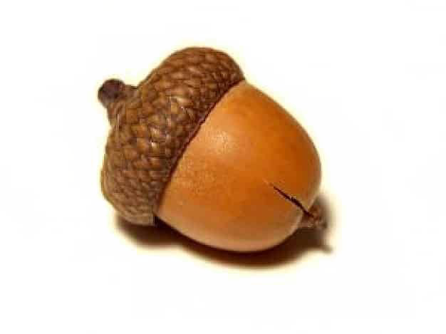 Acorn Png Pic - Round Acorn (626x469), Png Download